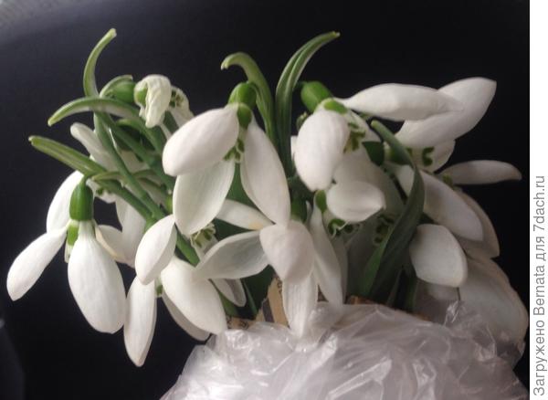 В этом году попозже -25.01-на Татьянин День