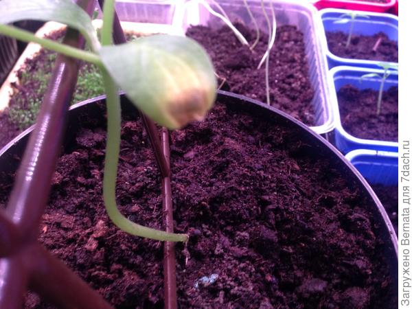 Что предпринять и нужно ли обработать грунт там, где я собираюсь сажать огурцы в ОГ? Спасибо.