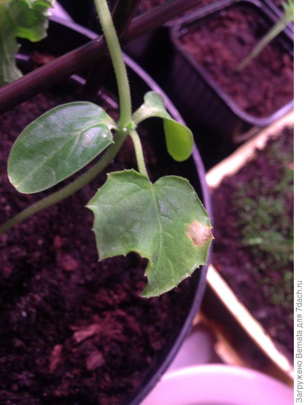 Абсолютно то же самое было в прошлом году в ОГ. Мне не важны именно эти огурцы, но волнует, как подстраховаться, чтобы и в этом году не остаться без огурцов, как получилось в прошлом.