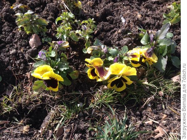 Виолка... То ли одна из первых, то ли одна из последних...