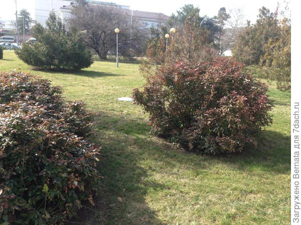 Кусты ...не знаю чего, но нравятся... Зимой и летом одним цветом:)