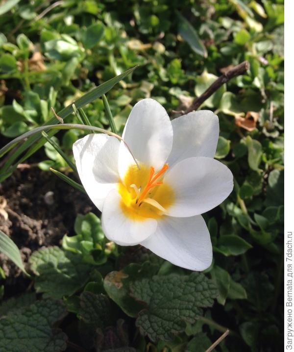 Крокус, такой же, как и у Оли, но другой!!! :)))