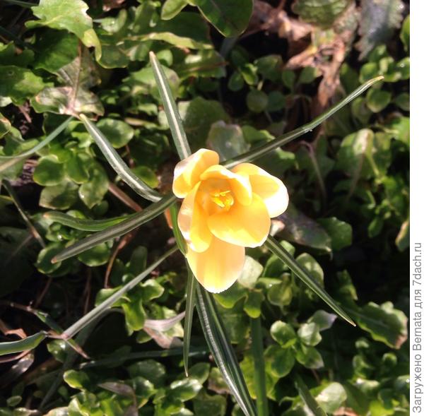 Жаль, пока по-одной луковице.., еще не нарастили деток... А прошлогодние должны будут уже группами цвести...