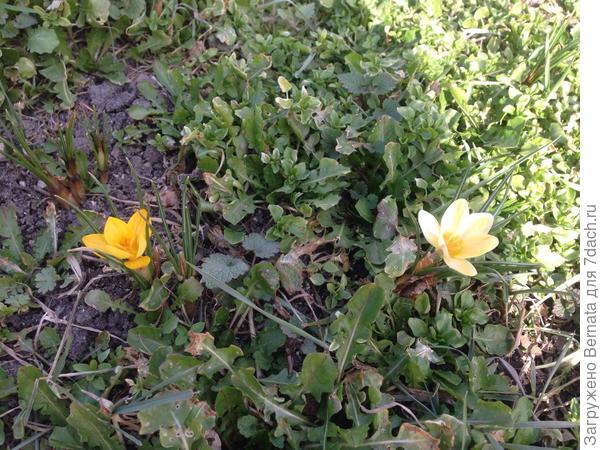 Крокусята...