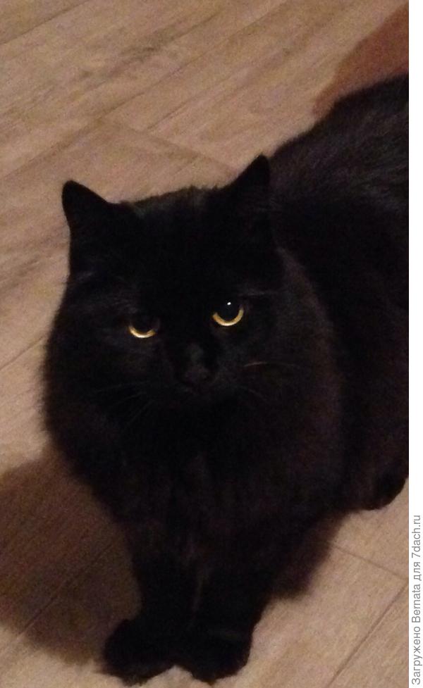 Хде? Моё? Мясо?