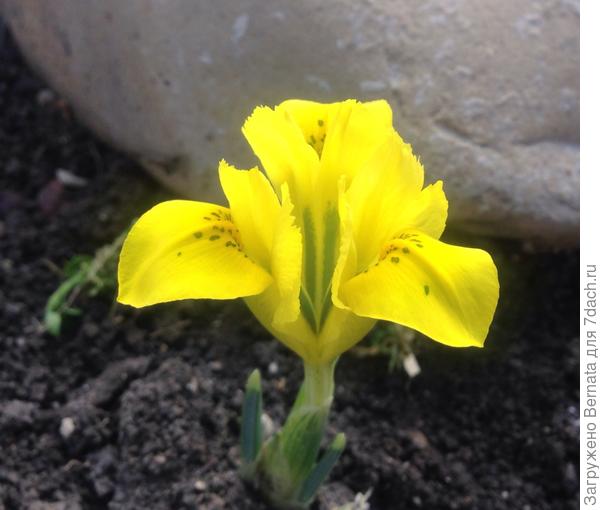 Иридодиктиумы