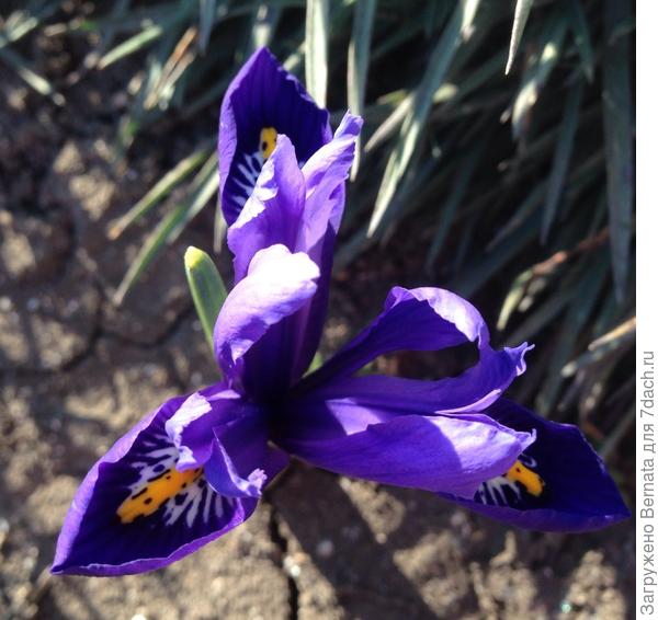 Это Вам, София:)) Первый синий иридодиктиум в этом году:)) От всей души:)))