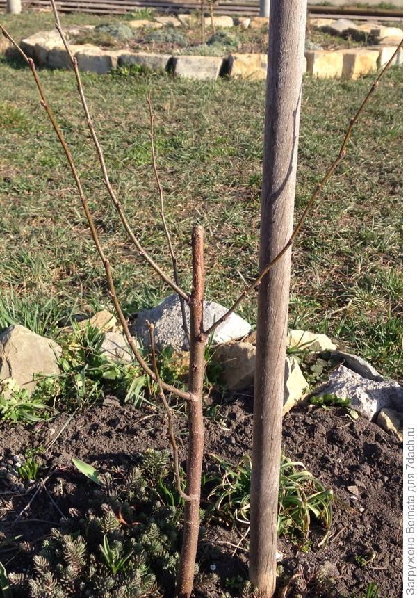 Айва. Много веточек. Видимо, собирается расти, как куст.