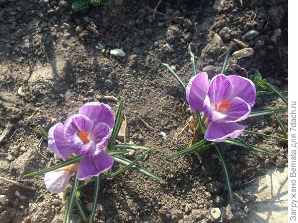 Крокус