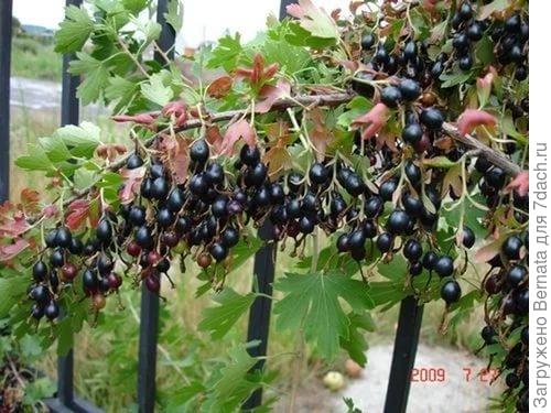 Фото из интернета...