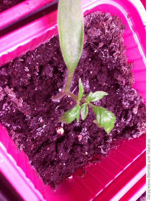 Томат Алтайский шедевр