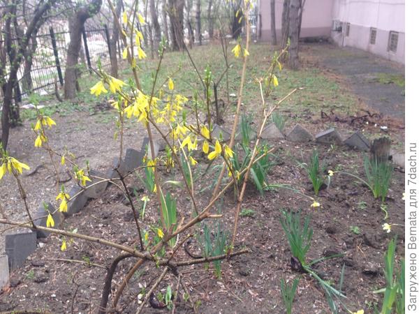 А вот, как раз, и форзиция зацвела :)))