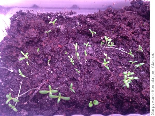 Гипсофила вылезла