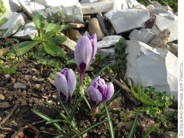 Простите, северяне :)), вы еще отыграетесь, когда грибная пора придет :))