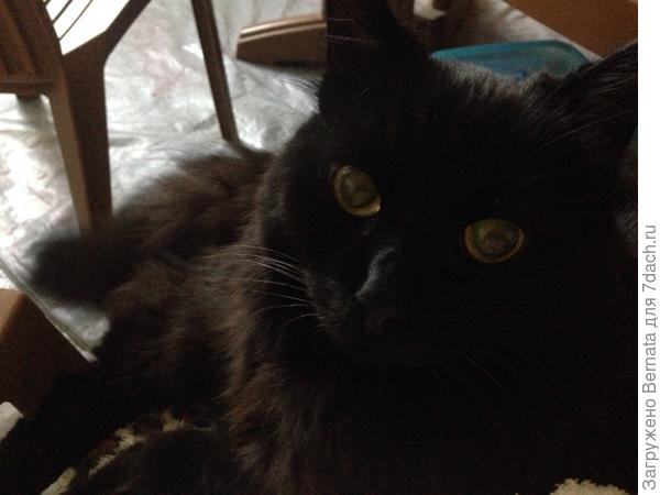 Мой Йохан. Эгоист и &quot;мамсик&quot;:))