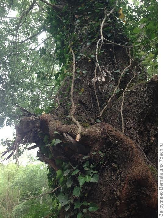 Но такие &quot;мастодонты&quot; растут там, где много влаги, то есть в прибрежной зоне лесных озер и речушек.,. И в защищенных от ветра местах.