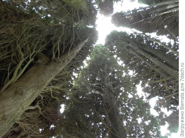 У вас сосны - у нас кипарисы;)))