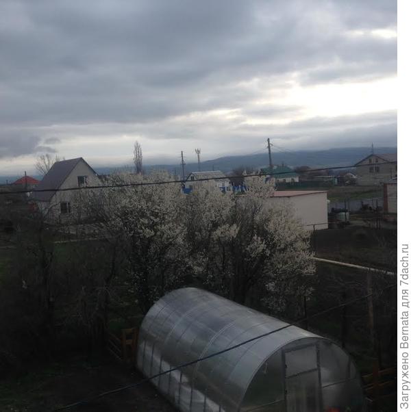 Отцветает алыча