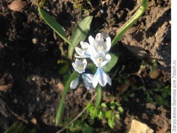 чысвампирто