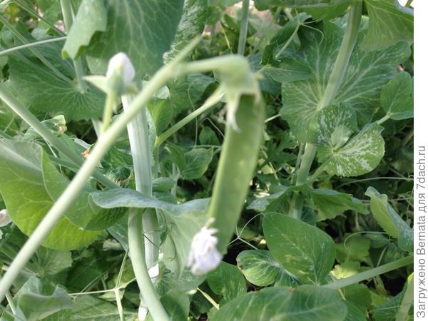 сколько раз плодоносит горох. всходы гороха. доклад про горох. соя описание.