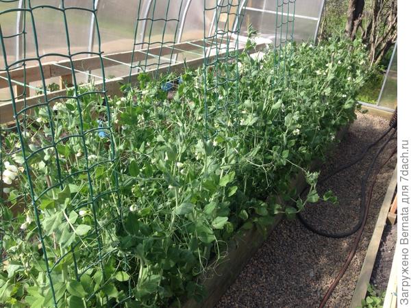 сколько раз плодоносит горох. сколько раз плодоносит горох. сколько раз плодоносит горох. сколько раз плодоносит горох. каким образом плодоносит горох.