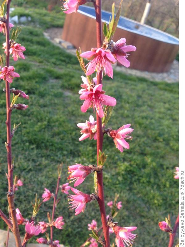 Какой-то сортовый... Не помню сорт:), где-то записан:))