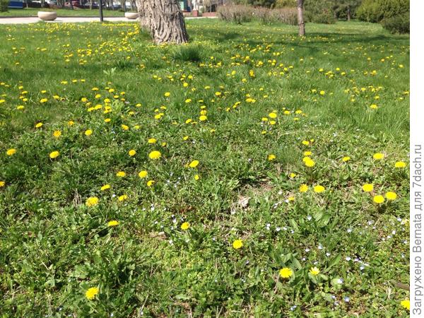 В ЕкБ еще морозы, в Питере- дожди идут . А у нас, назло прогнозам, одуванчики цветут :)))))