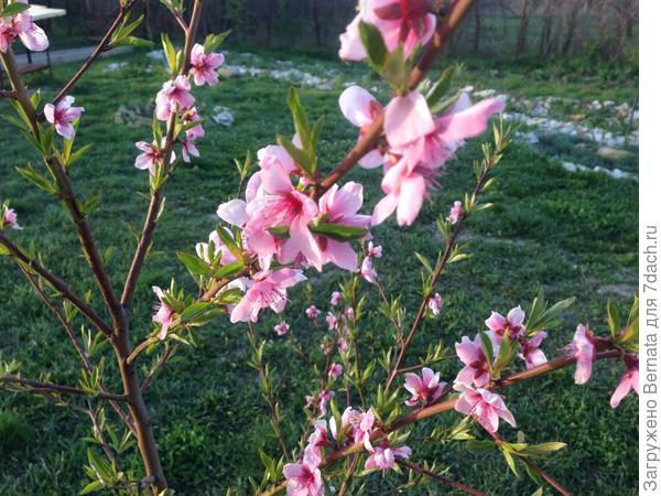 А это мои персики:) Первое фото - местной селекции