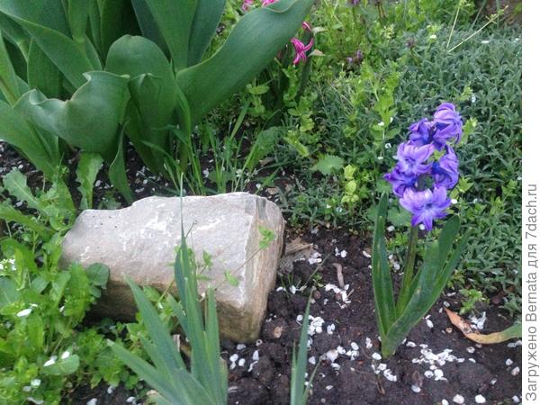 Тот же гиацинт, но в анфас :)))