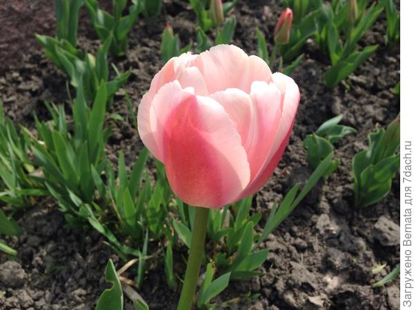 А такой оттенок уже вроде как и нравится :)))