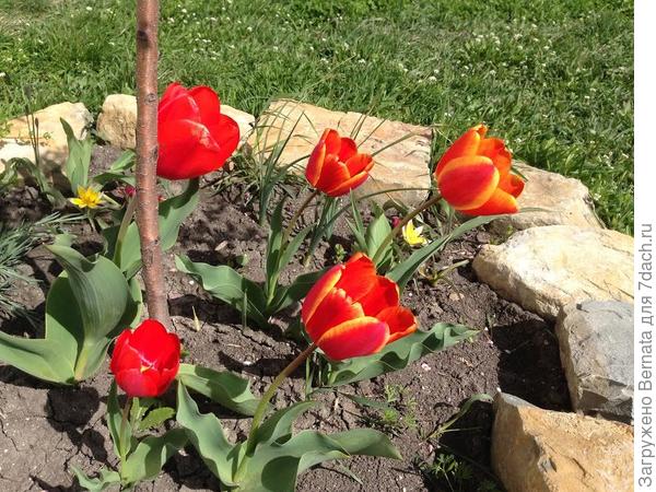 Тюльпаны