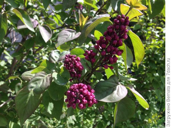 А у нас цветет сирень :)))