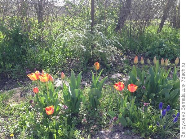 Тюльпаны