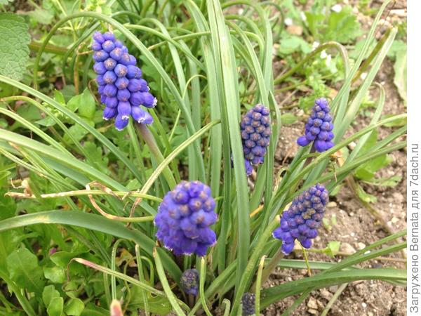 А у обычных синих ( у нас они в диком виде растут) листья более узкие