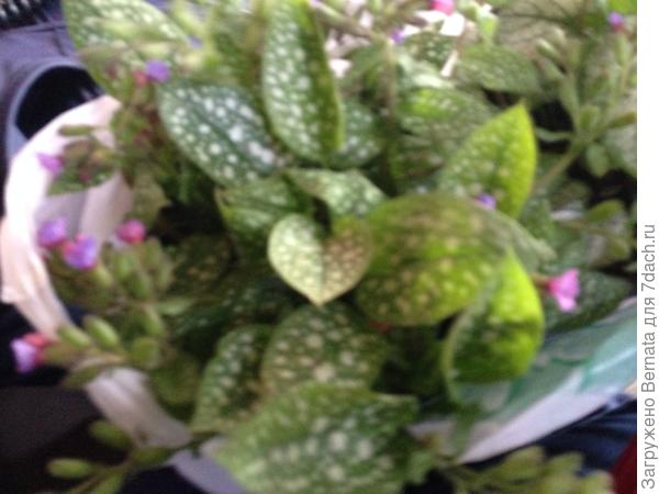 Новый жилец:)) Пока еще в дороге ... Едем на ПМЖ :))