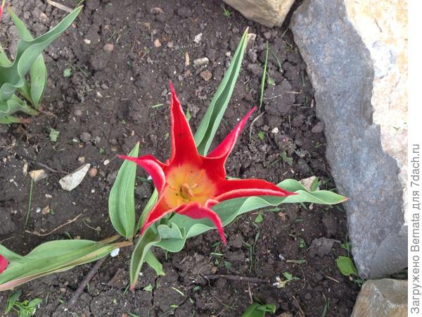 Думаю, это Alladin, как на фото у Сергея ( ниже)