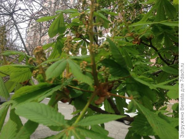 Выкинули свечи каштаны