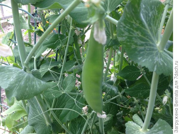 Апрельский горошек:)))