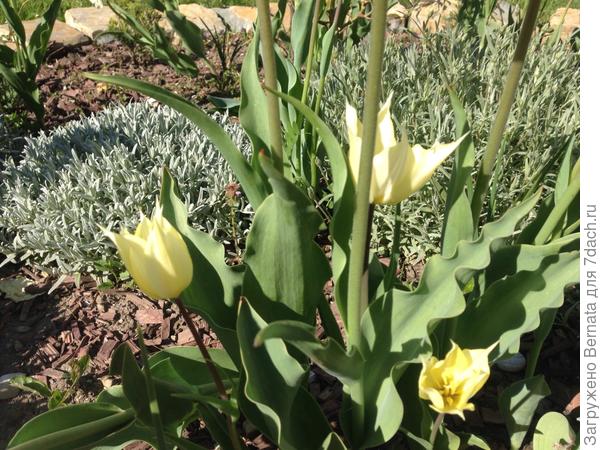 &quot;Детки&quot; более кремовые...