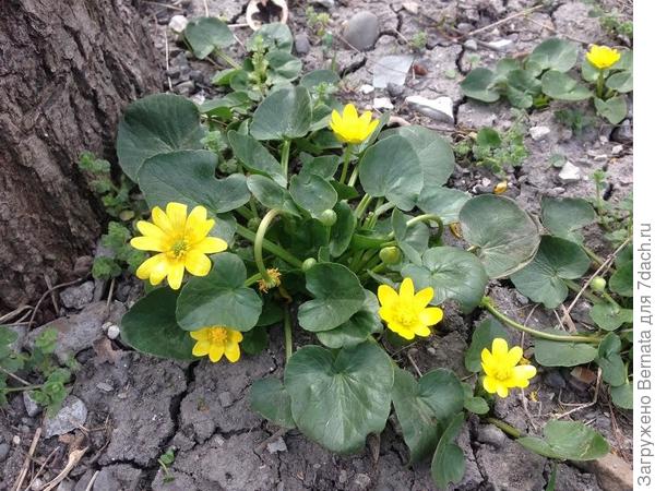 Не эти случайно?!:)