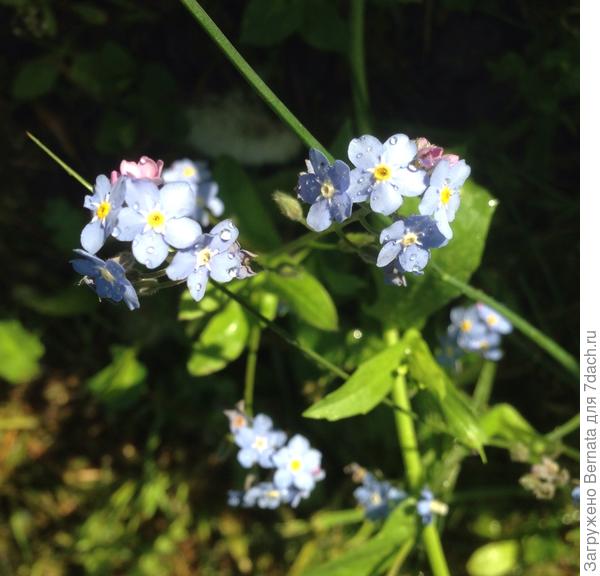Незабудку - главным советчикам:))