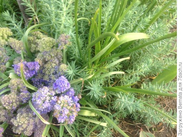 Вот этот. Самый первый мой очиток:)