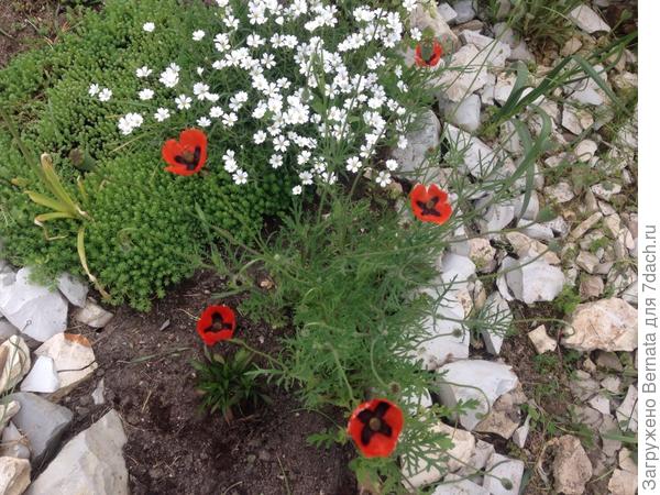 Маки ко Дню Победы !!!