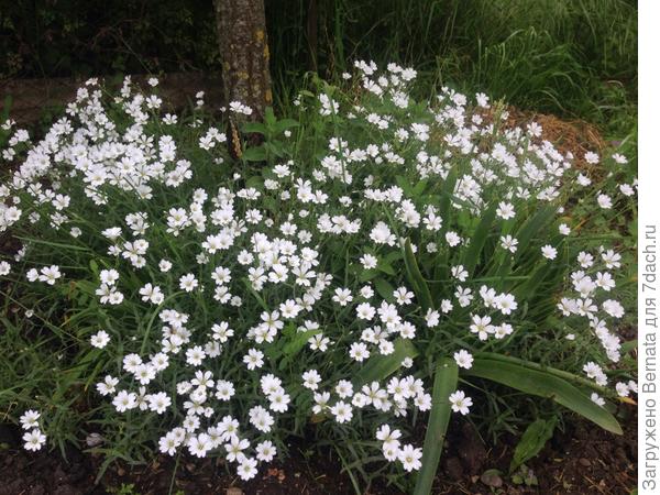 Поглотила мяту под сливой...