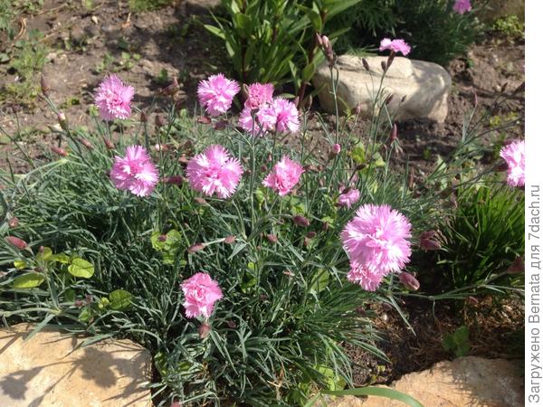 Гвоздички победителям !!! :)))