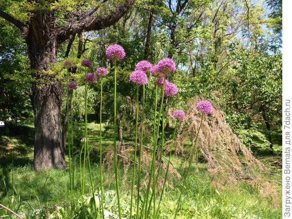 Лук... Скоро лето...