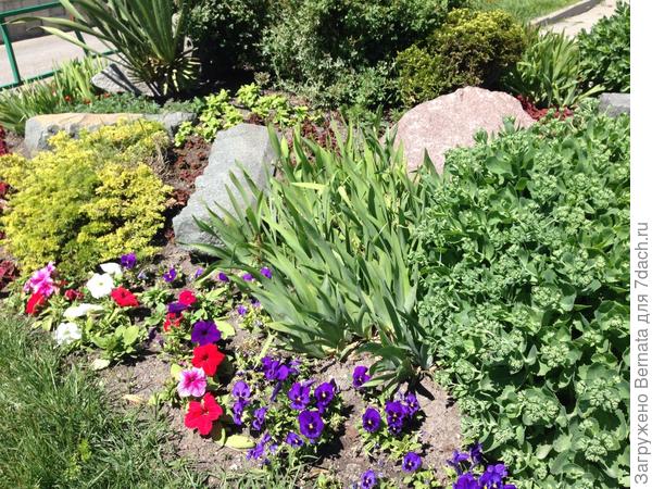 Вместо тюльпанов на клумбах - петунии, виолы, бархатцы...