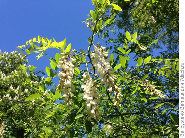 Цветет акация...