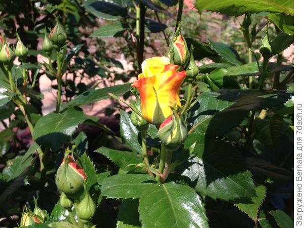 Начинают цвести розы...