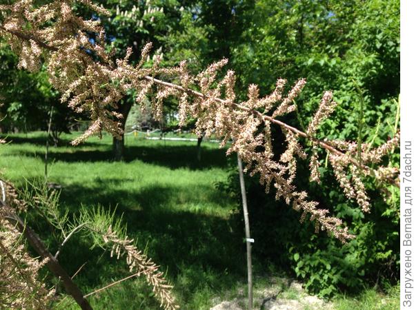 Цветет тамариск..